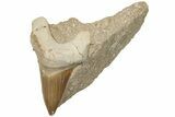 Otodus Shark Tooth Fossil in Rock - Huge Tooth! #201160-1
